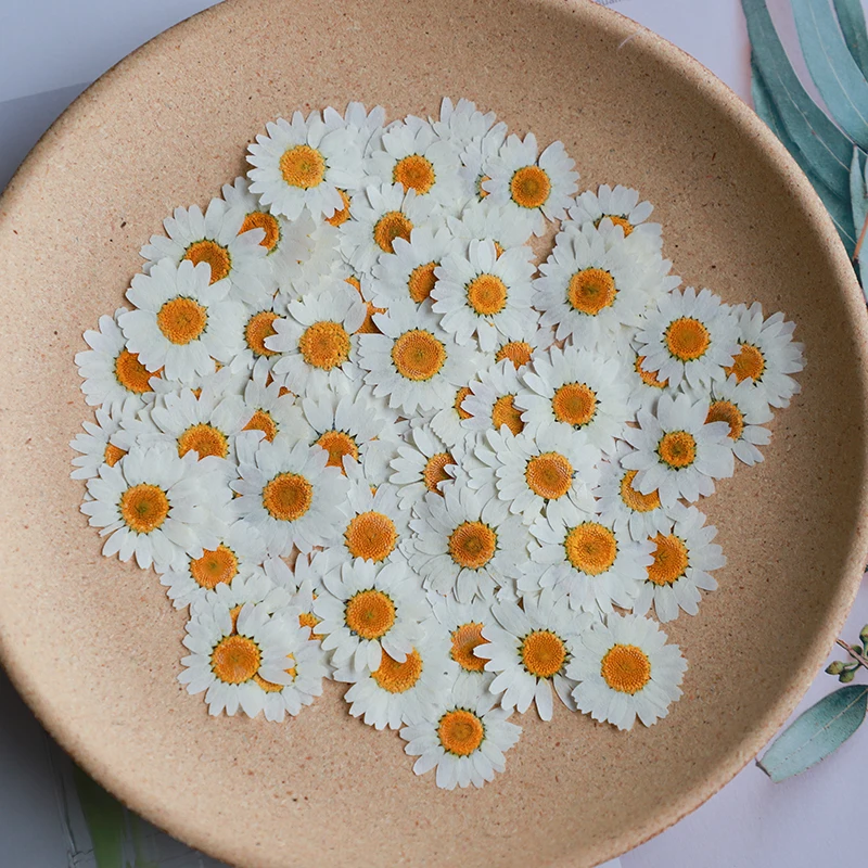 Dried Flower Bookmark - 60X 압축 건조 백색/염색 국화꽃 팔루도섬