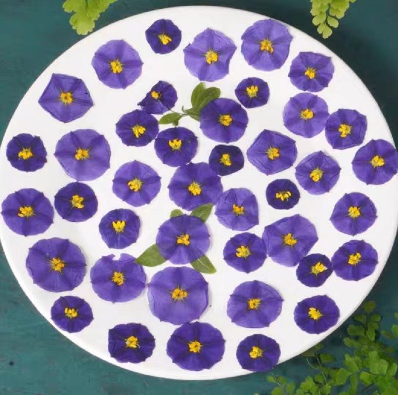 Dried Flower Bookmark - 압축 건조 Lycianthes Rantonnetii 쓴 꽃