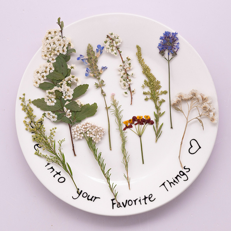 Dried Flower Bookmark - 500개 대용량 패키지의 고사리 압화, 교육용