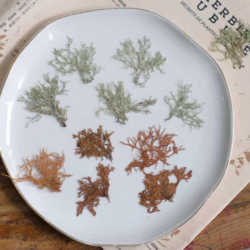 Dried Flower Bookmark - 12개, 해초 수생 식물 건조 꽃