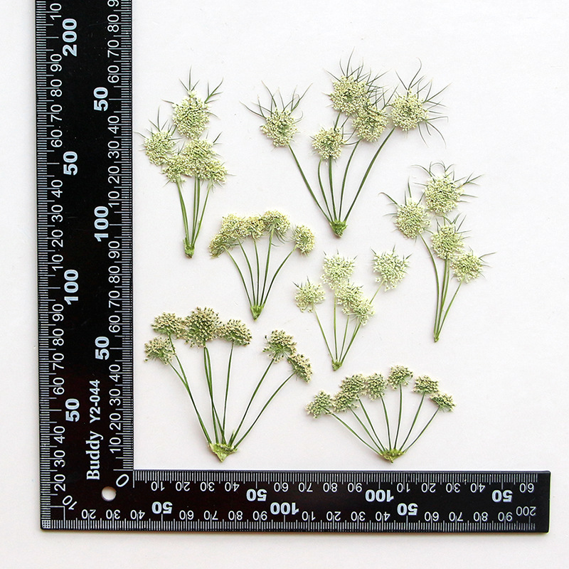 Dried Flower Bookmark - 압축 건조된 아미 비스나가 레이스 꽃