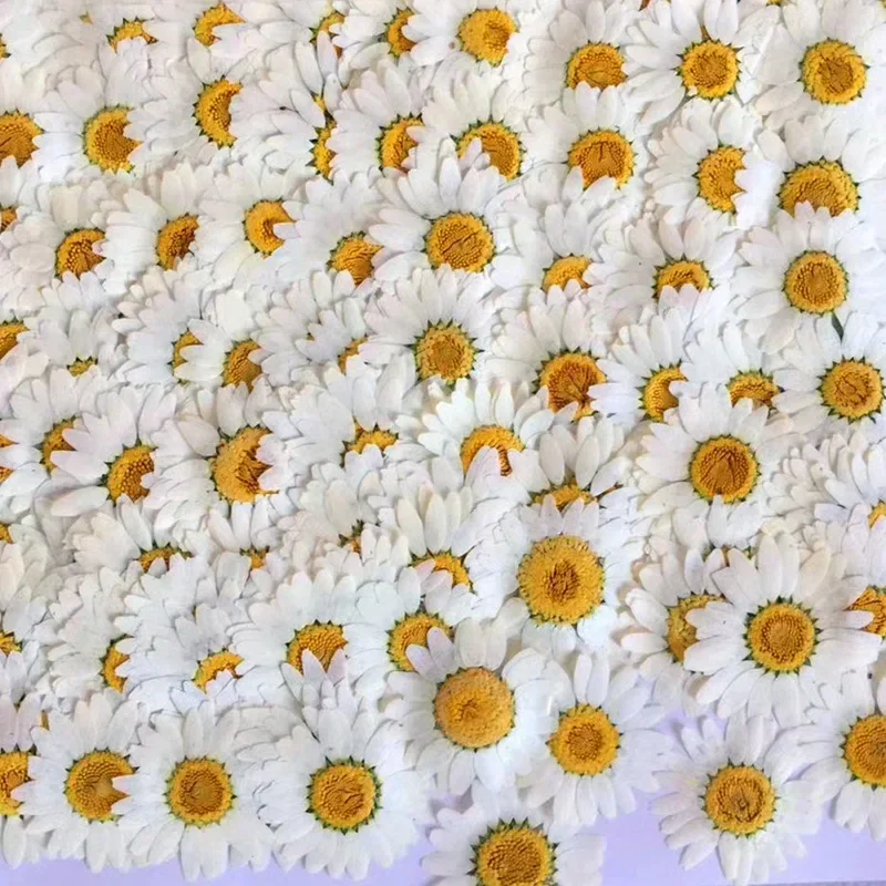 60X 압축 건조 백색/염색 국화꽃 팔루도섬 꽃 장식용 - Dried Flower Bookmark 리뷰 및 가격
