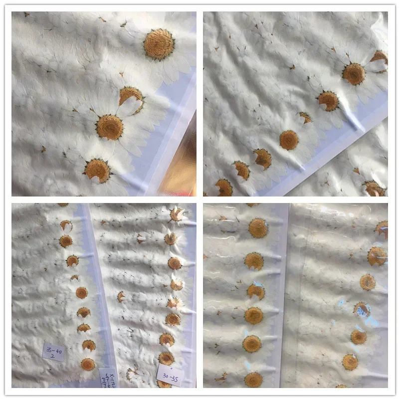 60X 압축 건조 백색/염색 국화꽃 팔루도섬 꽃 장식용 - Dried Flower Bookmark 리뷰 및 가격