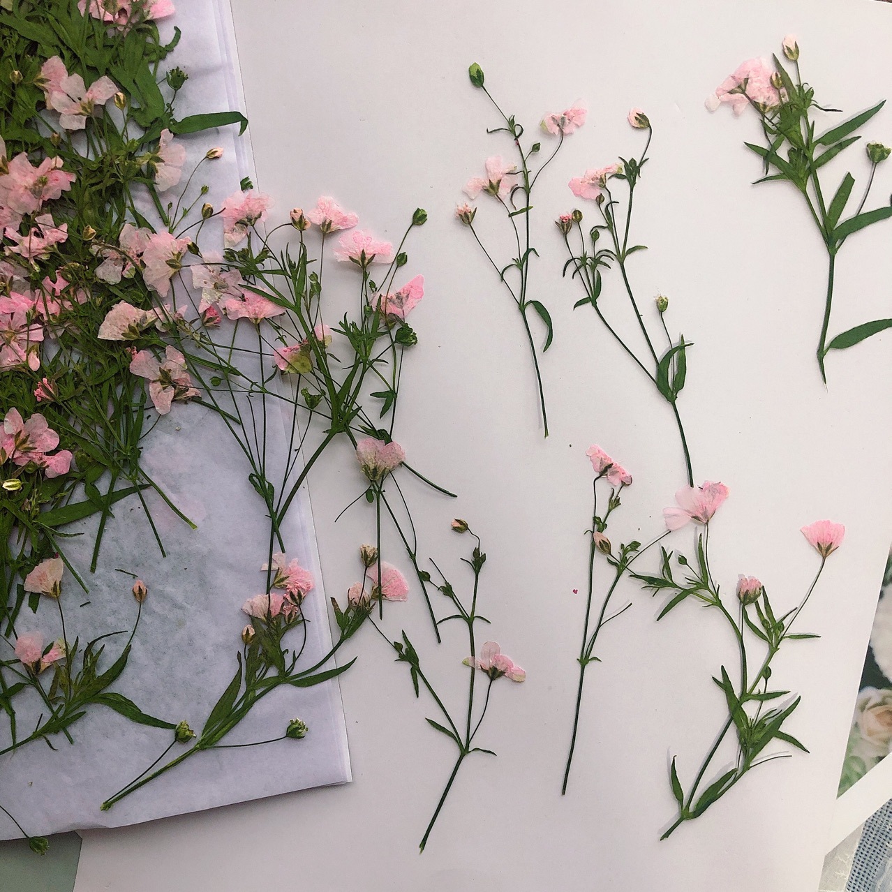 12pcs 5-6cm 드라이 플라워 헤드 수지 금형에  - Dried Flower Bookmark 리뷰 및 가격