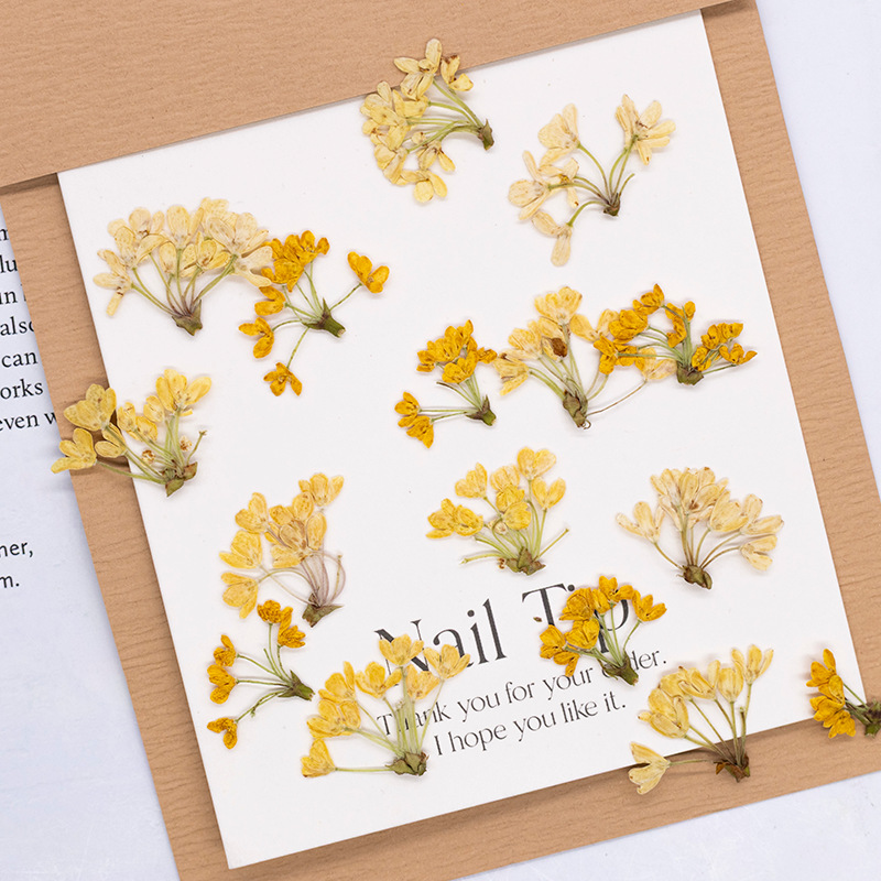 24pcs, 천연 실제 압축 꽃 말린 식물 표본 DIY - Dried Flower Bookmark 리뷰 및 가격