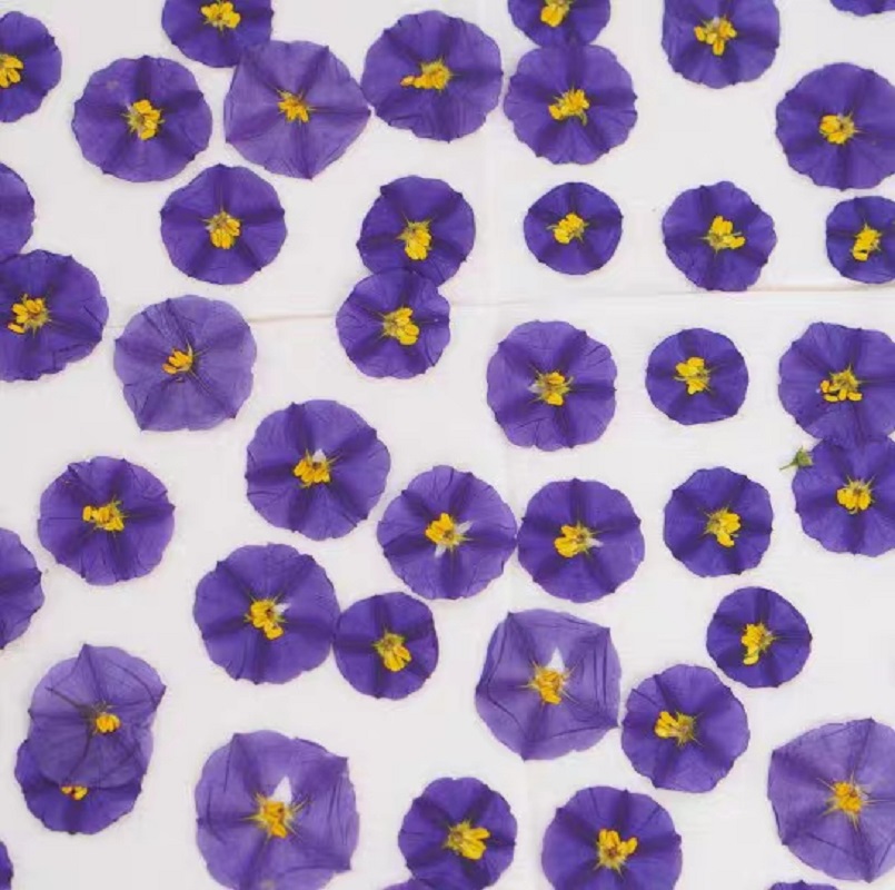 압축 건조 Lycianthes Rantonnetii 쓴 - Dried Flower Bookmark 리뷰 및 가격