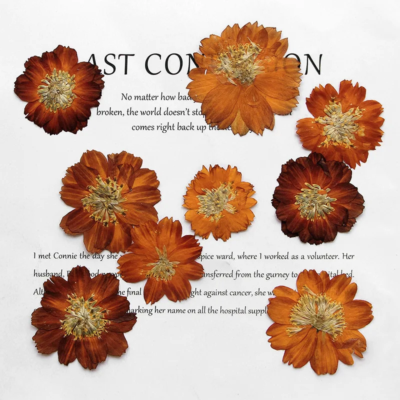 12pcs/3-5cm, 자연 누르면 Thiohua 국화 - Dried Flower Bookmark 리뷰 및 가격