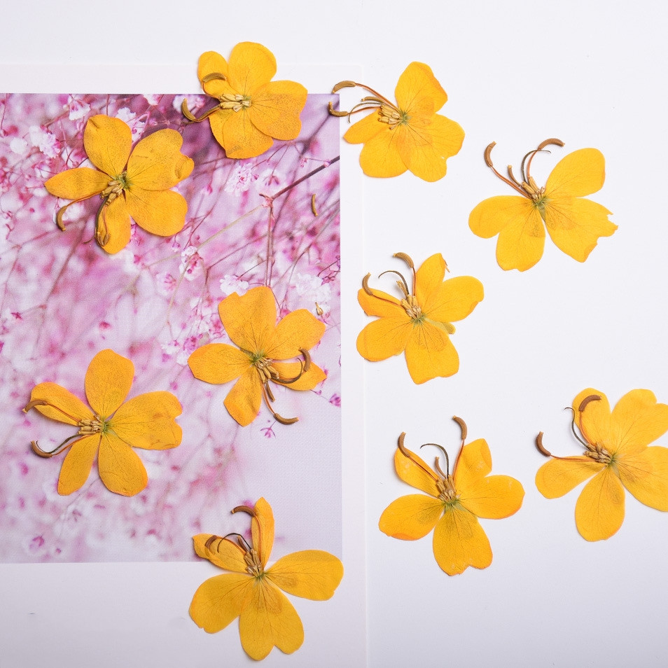 말린 노란색 나비 꽃 식물 표본 상자 주얼리 엽서 북마 - Dried Flower Bookmark 리뷰 및 가격