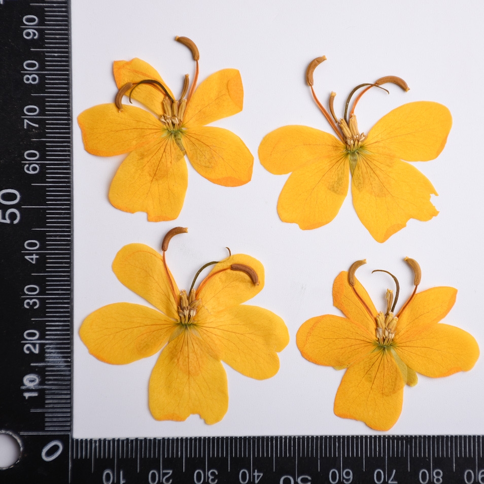 말린 노란색 나비 꽃 식물 표본 상자 주얼리 엽서 북마 - Dried Flower Bookmark 리뷰 및 가격