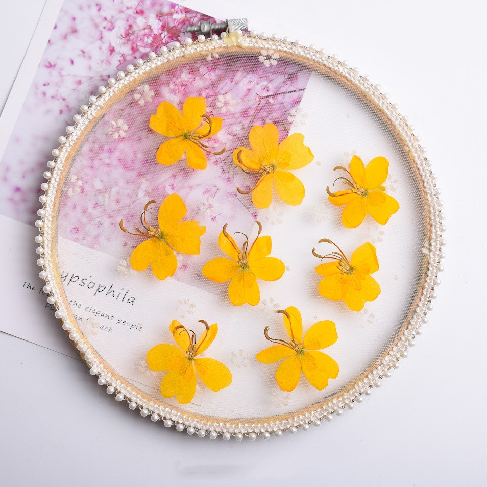 말린 노란색 나비 꽃 식물 표본 상자 주얼리 엽서 북마 - Dried Flower Bookmark 리뷰 및 가격