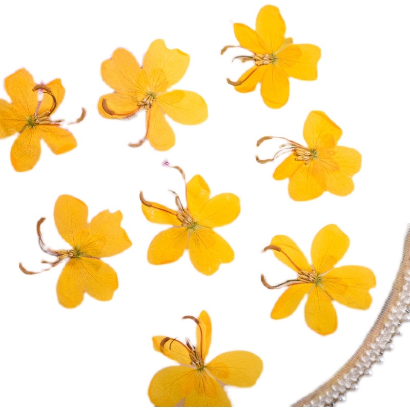 말린 노란색 나비 꽃 식물 표본 상자 주얼리 엽서 북마 - Dried Flower Bookmark 리뷰 및 가격