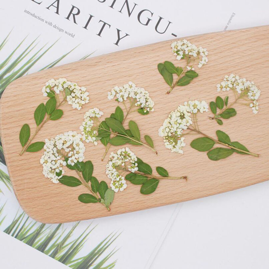 건조 압축 천연 흰색 스피리아 꽃 줄기 식물 허바리움  - Dried Flower Bookmark 리뷰 및 가격