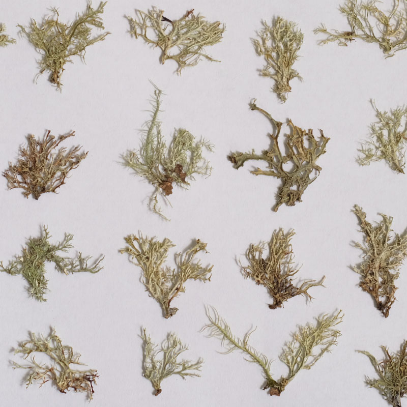 12개, 해초 수생 식물 건조 꽃 미니어처 풍경 산호초 - Dried Flower Bookmark 리뷰 및 가격