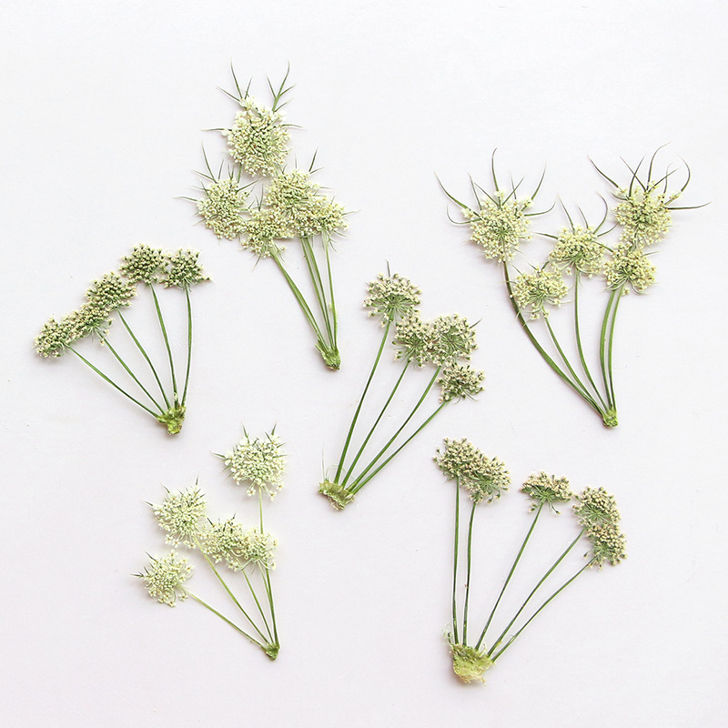 압축 건조된 아미 비스나가 레이스 꽃 허브라이움 (보석 - Dried Flower Bookmark 리뷰 및 가격